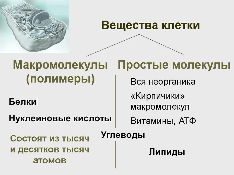 Вещества клетки Макромолекулы (полимеры) Простые молекулы Белки Нуклеиновые кислоты  Вся неорганика «Кирпичики» макромолекул